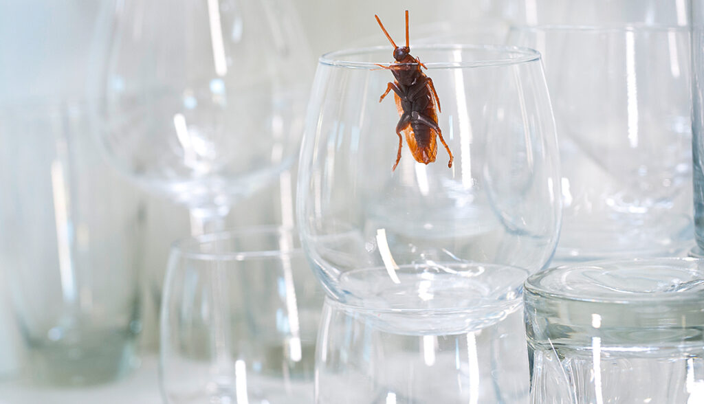 How to Keep Your Kitchen Pest Free? - The Dream Kitchens